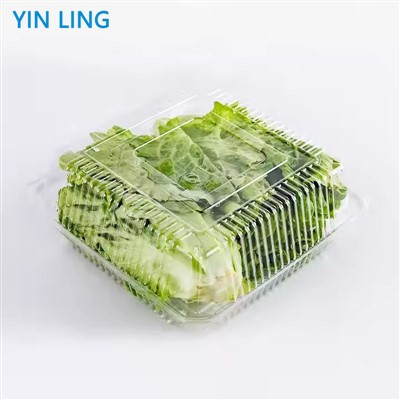 Scatula di pranzu di plastica vegetale trasparente